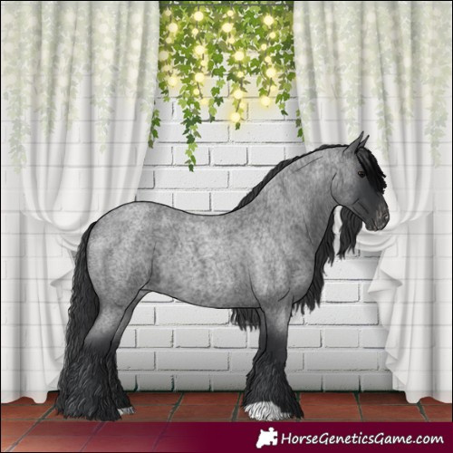 Horse Color:Blue Roan Appaloosa 