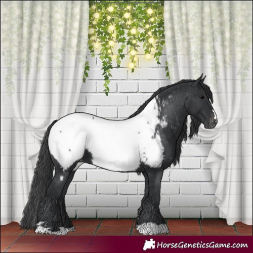 Horse Color:Black Appaloosa