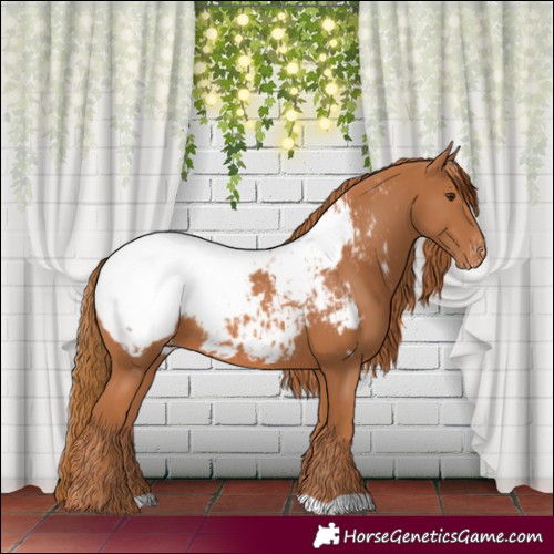 Horse Color:Chestnut Appaloosa 