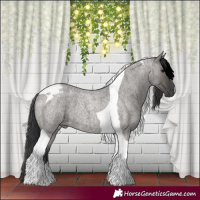 Horse Color:Grullo Roan Tobiano 