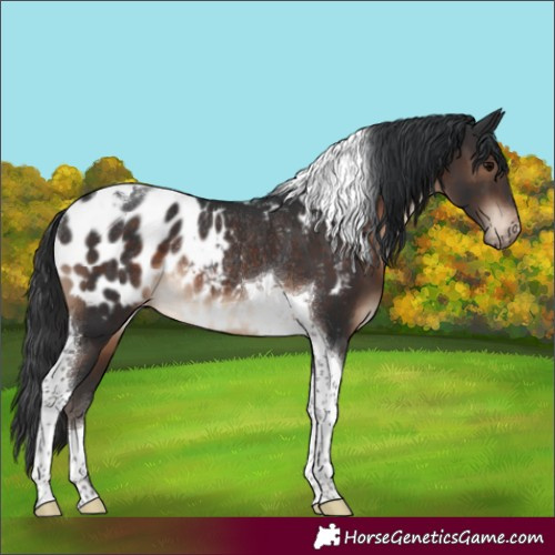 Horse Color:Brown Tobiano Appaloosa Rabicano 