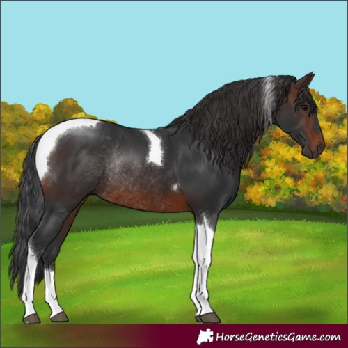 Horse Color:Brown Tobiano Rabicano 