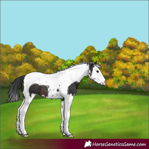 Horse Color:Unknown 