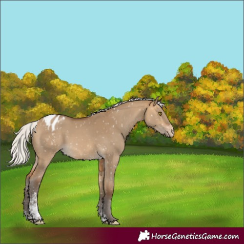 Horse Color:Unknown