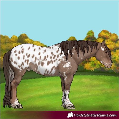 Horse Color:Unknown 