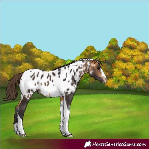 Horse Color:Unknown 