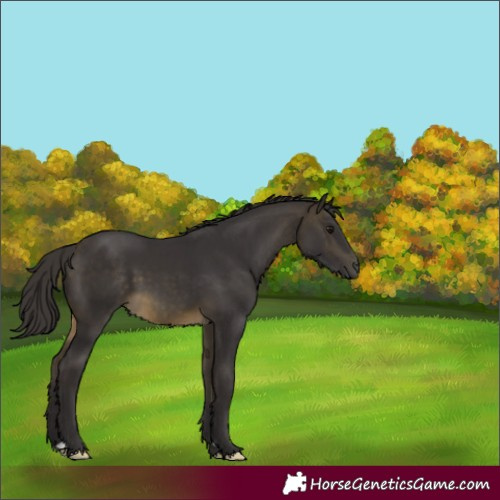Horse Color:Unknown 