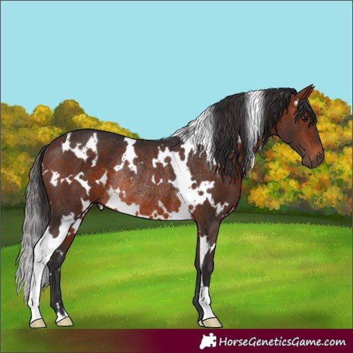 Horse Color:White Spotted Brown Rabicano 
