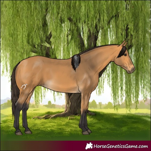Horse Color:Buckskin