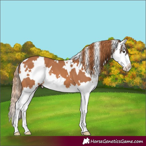 Horse Color:White Spotted Chestnut Splash 