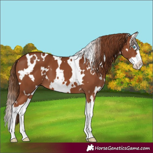 Horse Color:White Spotted Chestnut Splash