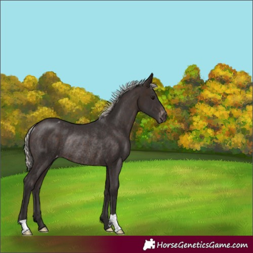Horse Color:Silver Brown Appaloosa Rabicano