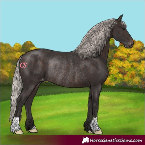Horse Color:Silver Brown Varnish Rabicano