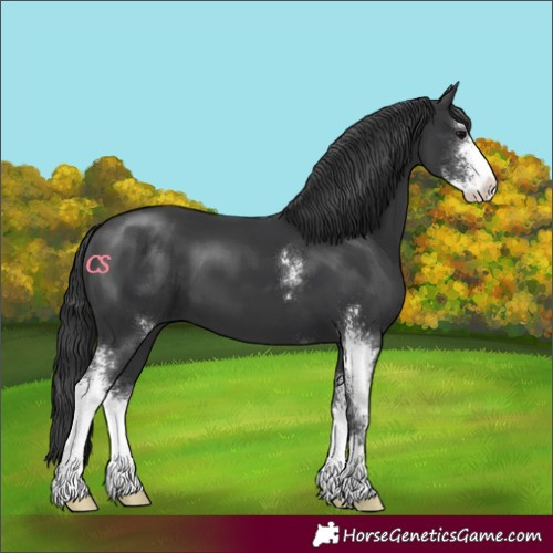Horse Color:Black Sabino