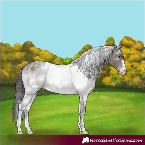 Horse Color:Powder White White Spotted Grullo 