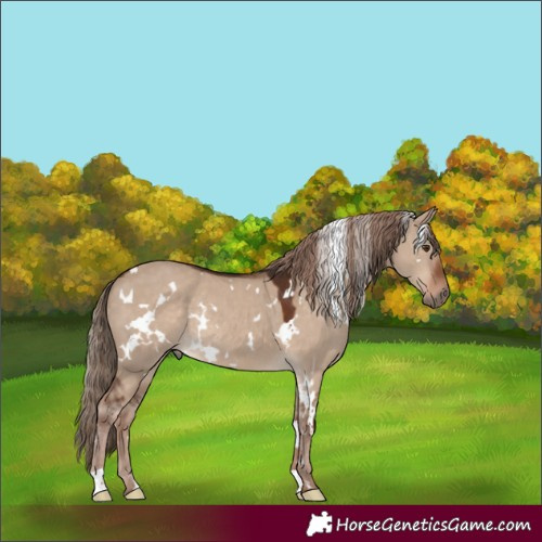 Horse Color:White Spotted Liver Red Dun Rabicano 