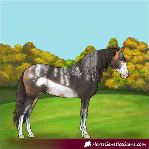 Horse Color:Powder White Buckskin Frame 