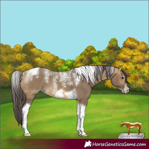 Horse Color:Powder White Buckskin Dun Tobiano Frame 