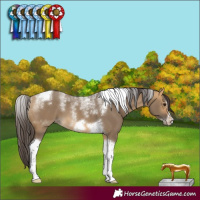 Horse Color:Powder White Buckskin Dun Tobiano Frame