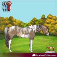 Horse Color:Powder White Buckskin Dun Tobiano Frame 