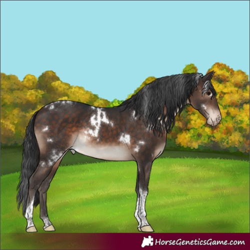 Horse Color:White Spotted Brown Tobiano Appaloosa Rabicano 