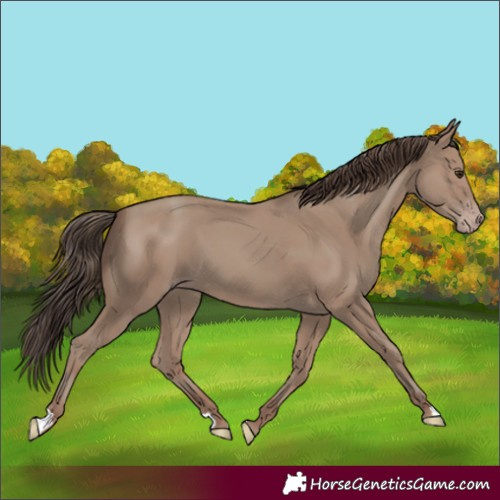 Horse Color:Classic Champagne