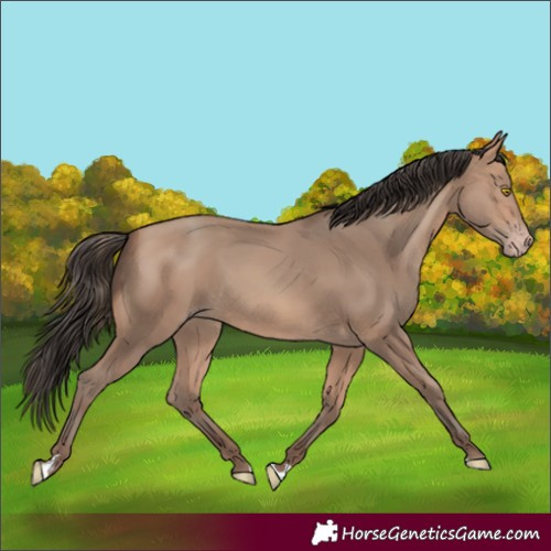 Horse Color:Amber Champagne 