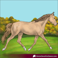 Horse Color:Gold Champagne