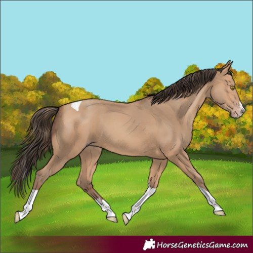 Horse Color:Amber Champagne Splash Tobiano
