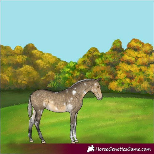 Horse Color:White Spotted Silver Buckskin Dun Sabino Rabicano 