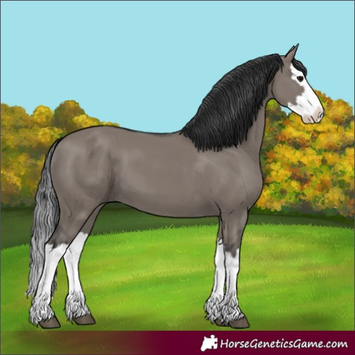 Horse Color:Grullo Splash 