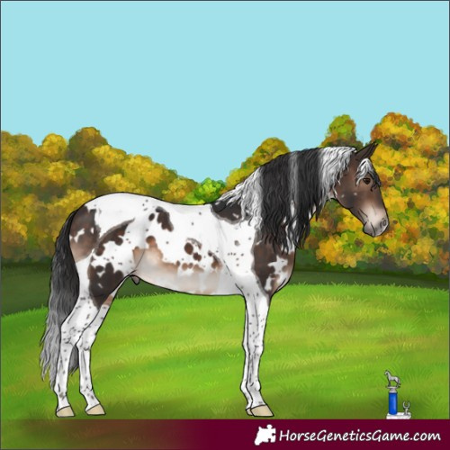 Horse Color:White Spotted Brown Tobiano 
