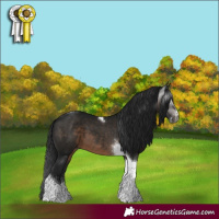 Horse Color:Gray Brown Sabino Tobiano 