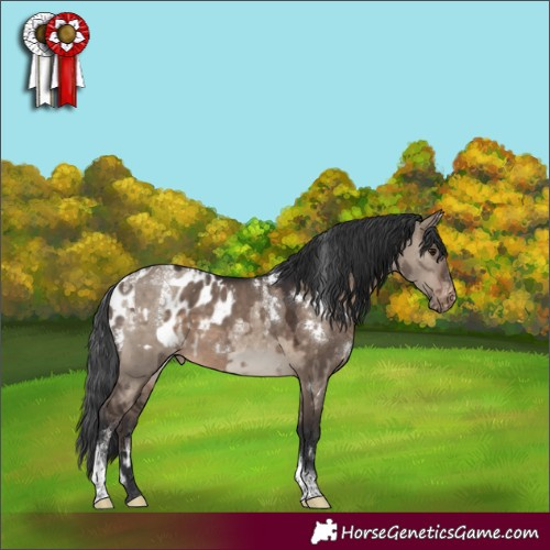 Horse Color:Powder White Brown Dun Rabicano  and White Spotted Brown Dun Tobiano Appaloosa 