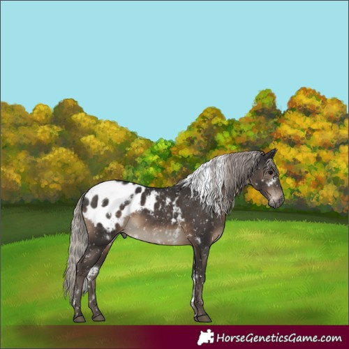 Horse Color:Gray White Spotted Silver Black Appaloosa 