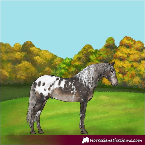 Horse Color:Gray White Spotted Silver Black Appaloosa 