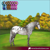Horse Color:Gray White Spotted Silver Black Blanket 