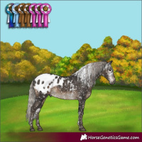 Horse Color:Gray White Spotted Silver Black Blanket