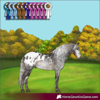 Horse Color:Gray White Spotted Silver Black Blanket