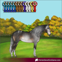 Horse Color:Powder White Gray Brown Tobiano Rabicano