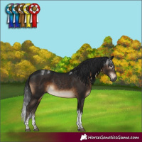Horse Color:Powder White Gray Brown Tobiano Rabicano 