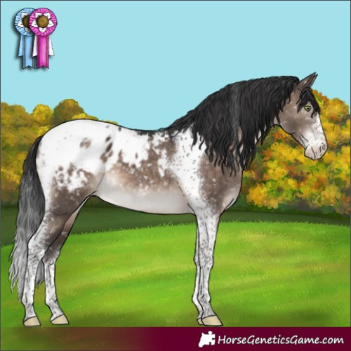 Horse Color:Brown Dun Mushroom Sabino Tobiano Appaloosa 