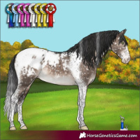 Horse Color:Brown Dun Mushroom Sabino Tobiano Appaloosa 