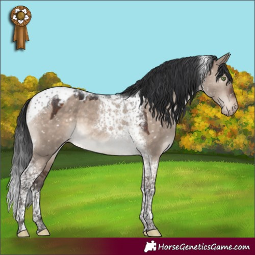 Horse Color:Brown Dun Mushroom Tobiano Appaloosa