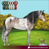 Horse Color:Brown Dun Mushroom Tobiano Appaloosa