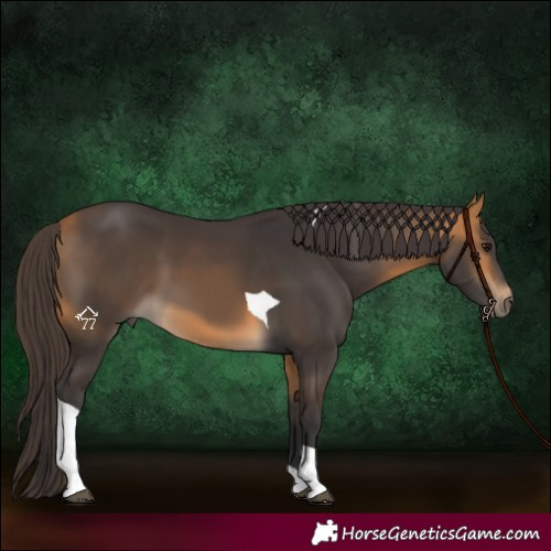 Horse Color:Buckskin Tobiano