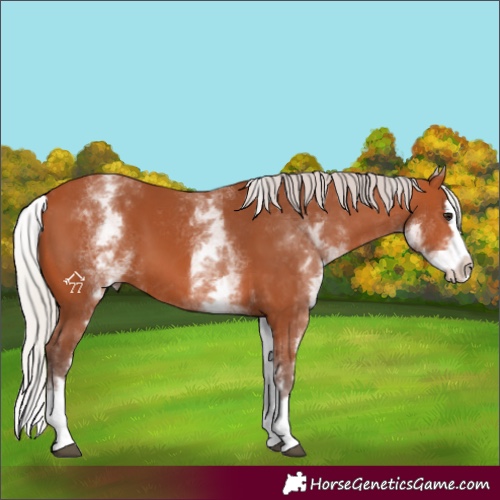 Horse Color:White Spotted Silver Bay Splash