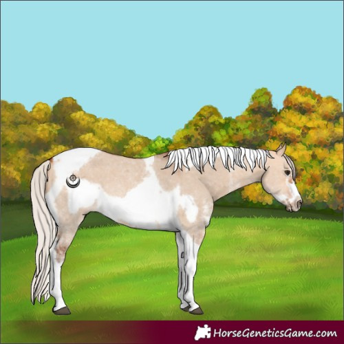 Horse Color:Silver Bay Dun Sabino Tobiano Frame Rabicano