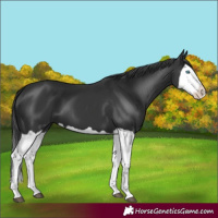 Horse Color:Black Splash 