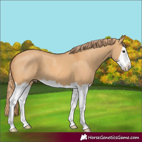 Horse Color:Red Dun Splash 